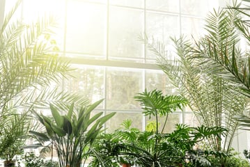 Embrace Earth-Friendly Design with Biophilic Elements