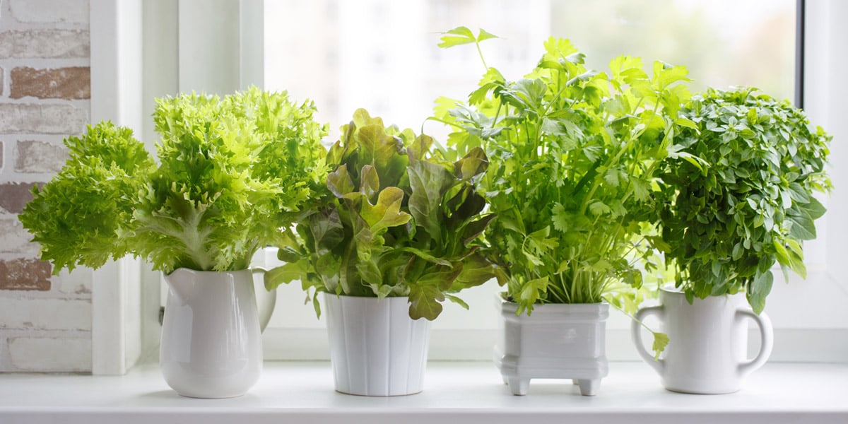 Herbs growing in small ceramic pots on a bright windowsill