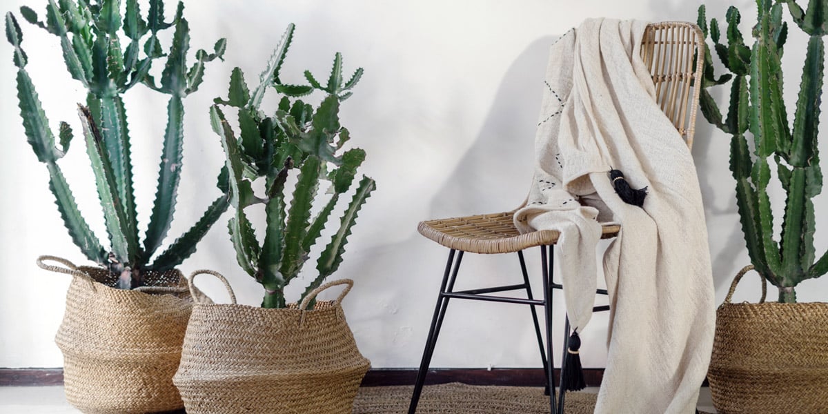 A bamboo chair is draped with a natural linen blanket and surrounded by tall cacti in woven baskets